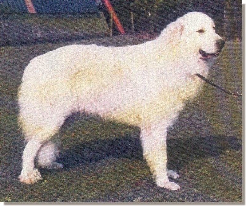 Gino Les d'or montagnes