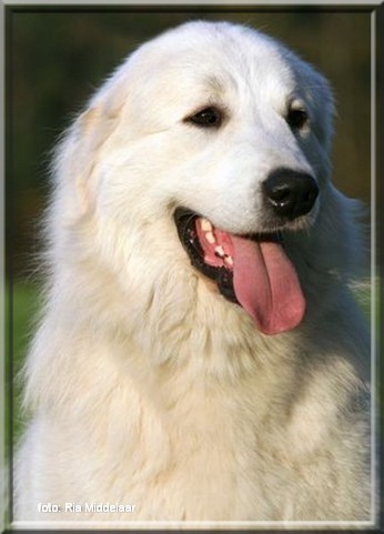 CH. D'ESPRIT SHANAY La Joie Blanche