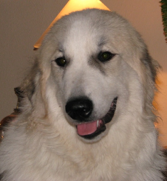 IZZEBELLE NEIGE La Joie Blanche