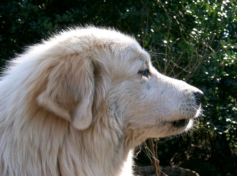 BJULY La Joie Blanche