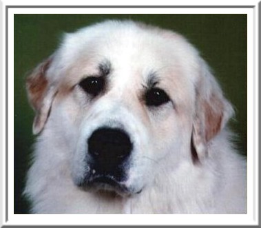 IT'S YARA Les d'or montagnes