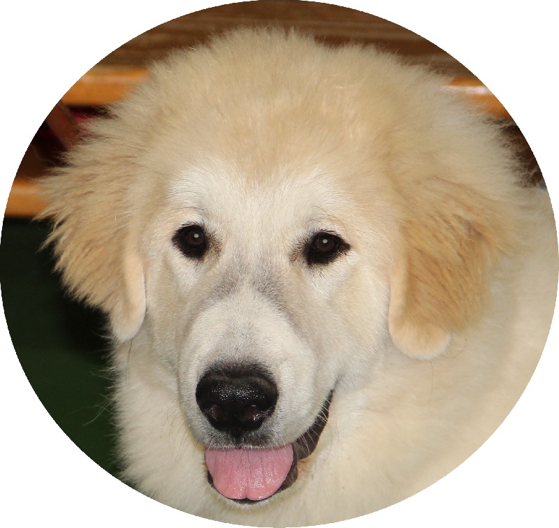 Larène zahrra La Joie Blanche