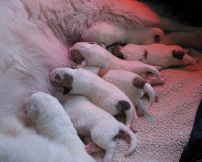 J-NEST 2010 LA JOIE BLANCHE