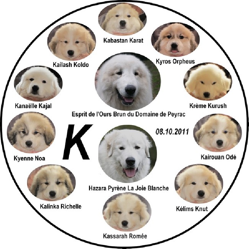 La Joie Blanche - Chien de Montagne des Pyrenees - Portée née le 08/10/2011