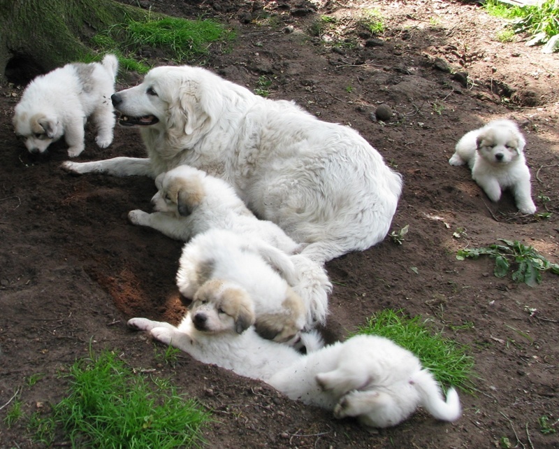 La Joie Blanche - Chien de Montagne des Pyrenees - Portée née le 30/04/2010