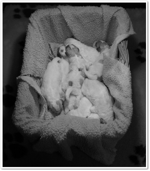 La Joie Blanche - Chien de Montagne des Pyrenees - Portée née le 20/05/2013